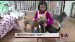 援助犬帮助儿童提升阅读水平