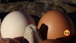 امریکہ میں برڈ فلو؛ انڈوں کی قیمتیں کب معمول پر آئیں گی؟
