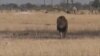 Zimbabwe 'Hunts' American Over Killing of Famous Lion