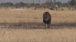 Cecil, beloved Zimbabwean Lion, Killed