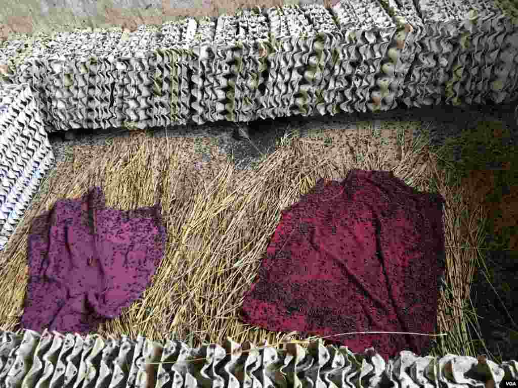 កូន​សត្វ​ចង្រិត​ ស៊ី​ចំណី​សំរេច​ទា​ពង ស្លឹក​រុក្ខជាតិ និង​សំបុក​ពី​ប្រអប់​ដាក់​ពងទា។ សត្វ​ចង្រិត​ត្រូវ​បាន​ចិញ្ចឹម​រយៈពេល​មួយ​ខែ​ដប់​ថ្ងៃ ទើប​ចាប់​លក់​ នៅ​ក្នុង​ភូមិ​ច្រាប ឃុំ​ដើមដូង ស្រុក​អង្គរជ័យ ខេត្ត​កំពត នៅ​ថ្ងៃ​ទី៧ ខែ​កុម្ភៈ ឆ្នាំ​២០១៧ ។ (សើ សាយ្យាណា/VOA)&nbsp;