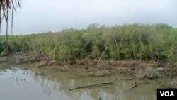 Kawasan hutan bakau yang rusak di pantai timur Surabaya. (VOA/Petrus Riski)