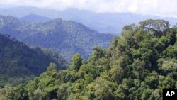 Hutan hujan tropis di Sarawak, Kamis, 13 Desember 2007.