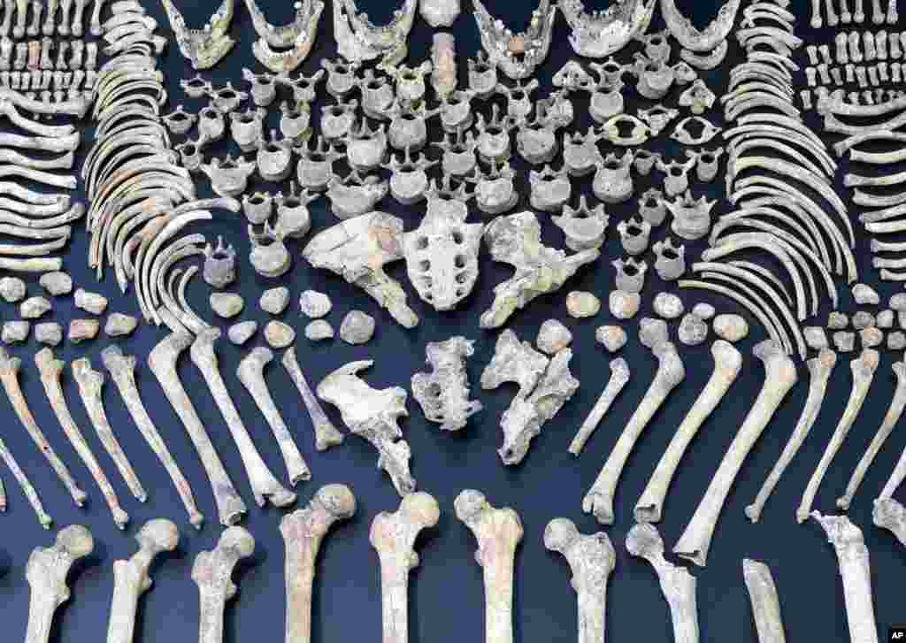 Tulang manusia berusia lima ribu tahun dipajang selama pameran &#39;di Museum Prasejarah di kota Halle, Jerman.