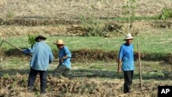 Farm workers in a field near the city of Udon Thani in Thailand's impoverished northeast, May 2010