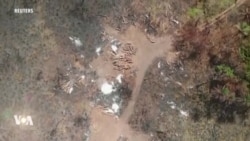 Sierra Leone: les forêts, sauvées par le coronavirus