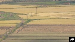 지난 10월 한국 김포에서 바라본 북한 개풍의 논.