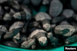 The Wider Image: Love of sea turtles turns Philippine poachers into protectors