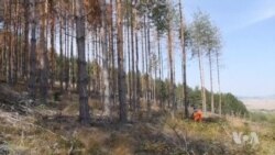 Elements, Human Activities Are Devastating Eastern European Forests