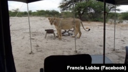 Francie Lubbe took this photo of a lion when it visited her campsite in South Africa.