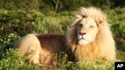 A male white lion resident on Pumba game park in South Africa’s Eastern Cape region