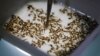 FILE - A technician inspects the pupae of genetically modified Aedes aegypti mosquitoes, a vector for transmitting the Zika virus, in Campinas, Brazil, Feb. 1, 2016. 