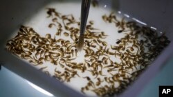 FILE - A technician inspects the pupae of genetically modified Aedes aegypti mosquitoes, a vector for transmitting the Zika virus, in Campinas, Brazil, Feb. 1, 2016. 