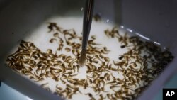 Seorang periset perusahaan bioteknologi Inggis, Oxitec, tengah meneliti nyamuk Aedes aegypti yang dianggap sebagai penyebab menularnya virus Zika di Campinas, Brazil (Foto: dok).