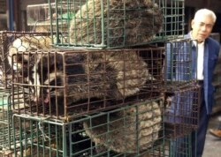 FILE - A man looks at caged civet cats in a wildlife market in Guangzhou, capital of south China's Guangdong Province, China, Jan. 5, 2204.