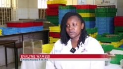 Des scientifiques kenyans étudient un ver capable de biodégrader le plastique