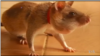Rats Trained to Find Land Mines in Cambodia