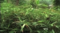 American, Indian Environmental Scientists Share Prestigious Prize