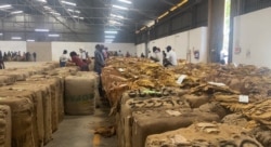 Workers at a tobacco auction floor in Marondera about 100km east of east of Harare, Zimbabwe, Apr. 10, 2021. (Columbus Mavhunga/VOA)