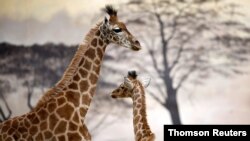 افریقہ میں خشک سالی کے باعث زرافوں کی نسل ختم ہونے کے خطرات پیدا ہو گئے ہیں جس کی وجہ سے نائیجر انہیں محفوظ مقامات پر منتقل کررہا ہے۔