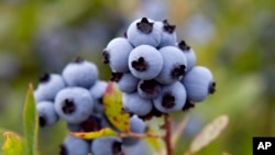 FILE - Wild blueberries await harvesting in Warren, Maine, July 27, 2012. 