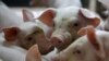 FILE - Piglets are pictured at a farm near the village of Belotincy, 140 km (90 miles) from Sofia, Bulgaria.