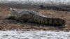 Un crocodile est vu au barrage de Cahora Bassa au Mozambique, le 22 septembre 2010.