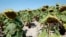 Dry sunflowers are pictured on a field near Grossengersdorf in Lower Austria province August 7, 2013. 