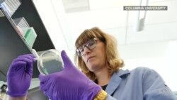 Common Baker's Yeast Used to Detect Fungal Pathogens