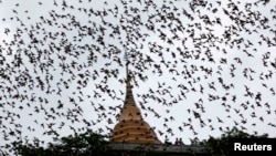 Bats from a cave fly over Wat Khao Cong Phran Temple in search of food during dusk in Ratchaburi province, 130 km (81 miles) west of Bangkok, September 14, 2009. 