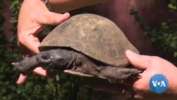 Zimbabwe Wildlife Orphanage Rescues Animals, Educates Against Poaching