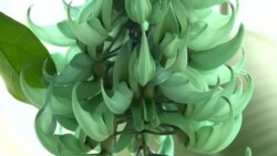 Rare Flower Blooms at U.S. Botanic Garden