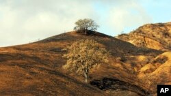 In this Nov. 22, 2018, photo, two oak trees stand on a rain-soaked, burned-over hillside following the Woolsey Fire in Agoura Hills, California.
