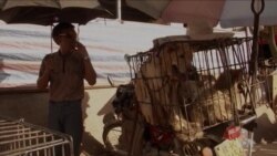 Chinese Animal Lovers Oppose Shanghai Hosting World Dog Show