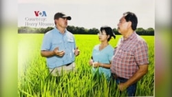 Herry Utomo, Dosen Penemu Varietas Padi di Louisiana State University