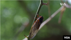 停靠在树枝上的"育雏X"周期蝉