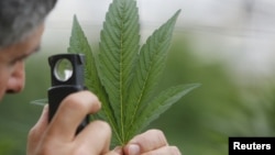 Hukum di Indonesia melarang penanaman ganja di wilayah Indonesia (foto: ilustrasi).