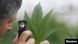 Seorang karyawan memeriksa daun tanaman ganja di sebuah erkebunan mariyuana untuk kebutuhan medis.(Foto: REUTERS/Nir Elias)