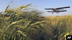 Mapping wheat's genetic blueprint could help researchers and breeders improve the crop.
