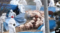 Petugas kesehatan Korea Selatan memusnahkan ratusan babi di lokasi peternakan yang dilanda penyakit kuku dan mulut (foto: dok).