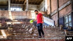 سیاحت د تایلنډ د کورني خالص عایده مهمه برخه ده