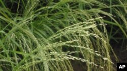 Teff, a staple grain of the Horn of Africa, does not contain gluten.