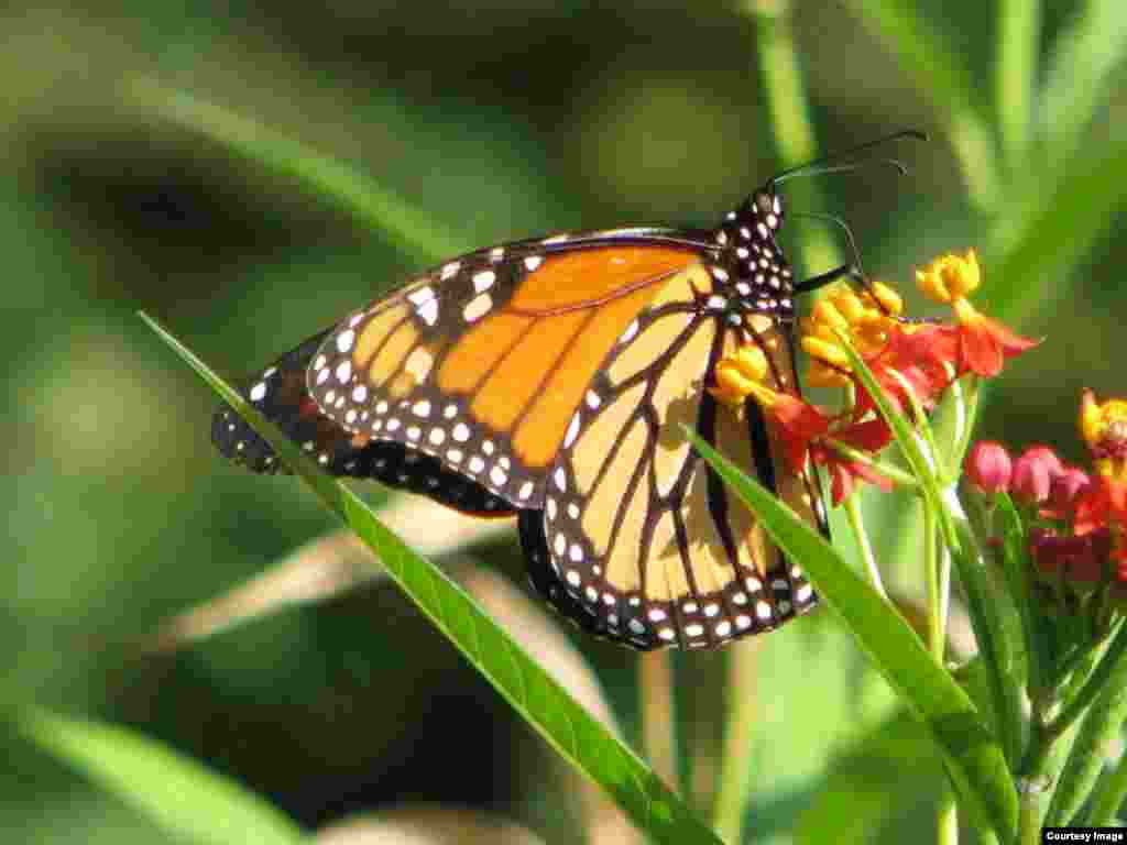 Scientists have discovered the gene responsible for the monarch's bright orange color, a warning sign to predators. (Credit: Pat Davis)