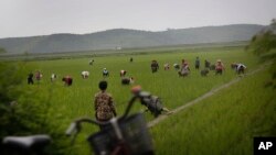 지난 6월 북한 강원도 주민들이 논에서 일하고 있다. (자료사진)