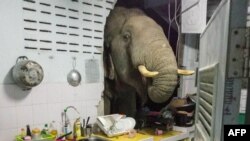 An elephant searches for food in the kitchen of Radchadawan Peungprasopporn's home in Pa La-U, Hua Hin, Thailand. (Courtesy of Radchadawan Peungprasopporn/Facebook)