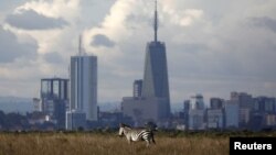 Un zèbre se promène dans le parc national de Nairobi, au Kenya, le 3 décembre 2018.