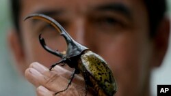 Colombia Japan Pet Beetles