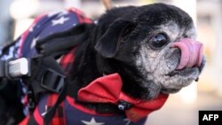 'โรม' สุนัขพันธุ์ปั๊กวัย 14 ปี