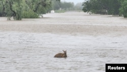 A wallaby passes through floodwaters in Fitzroy Crossing, Australia Jan. 3, 2023 in this picture obtained from social media. Callum Lamond/via REUTERS