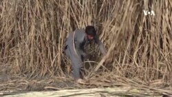 په ننګرهار کې کروندګر د ګنیو د حاصلاتو زیاتوالي ته هیله‌من دي
